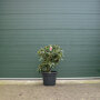 Rhododendron Nova Zembla 80-100 cm