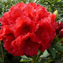 Rhododendron rood