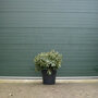 Rhododendron paars 70-80 cm