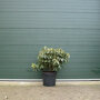 Rhododendron paars 80-100 cm