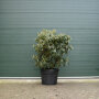 Rhododendron paars 120-140 cm