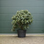 Rhododendron paars 140-160 cm