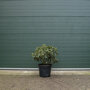 Rhododendron meerkleurig 60-70 cm