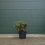 Rhododendron meerkleurig 70-80 cm