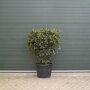 Rhododendron wit 100-120 cm