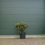 Rhododendron wit 80-90 cm