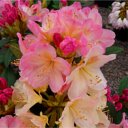 Rhododendron meerkleurig