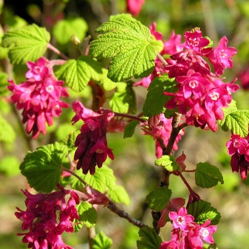 Ribes sanguineum