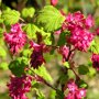 Ribes sanguineum