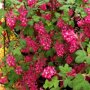 Ribes sanguineum 'King Edward VII'