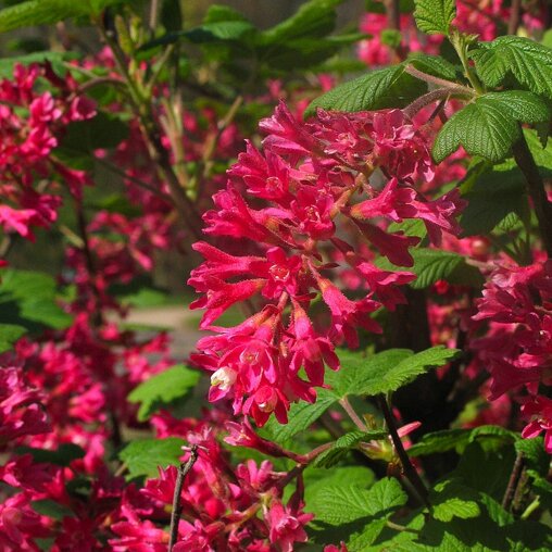 Ribes sanguineum 'King Edward VII'