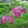 Robinia margaretta 'Casque Rouge'