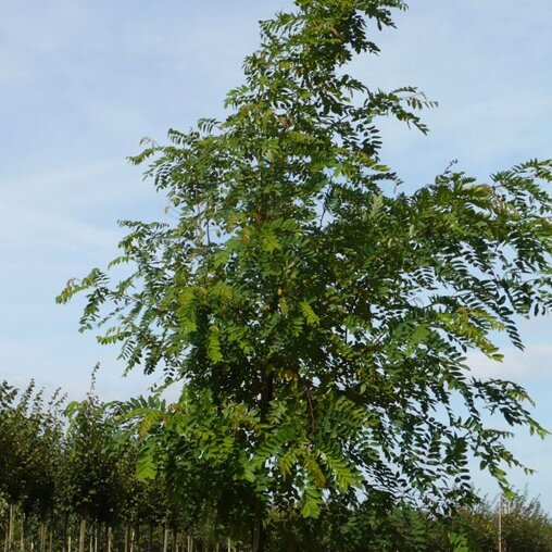 Robinia margaretta 'Casque Rouge'