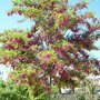 Robinia margaretta 'Casque Rouge'
