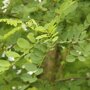 Robinia pseudoacacia 'Bessonniana'