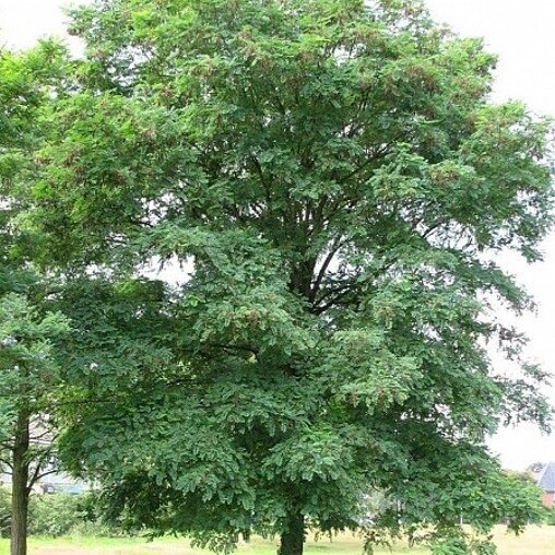 Robinia pseudoacacia 'Bessonniana'