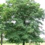 Robinia pseudoacacia 'Bessonniana'