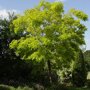 Robinia pseudoacacia 'Bessonniana'
