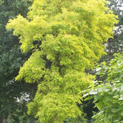 Robinia pseudoacacia 'Frisia'