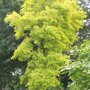 Robinia pseudoacacia 'Frisia'