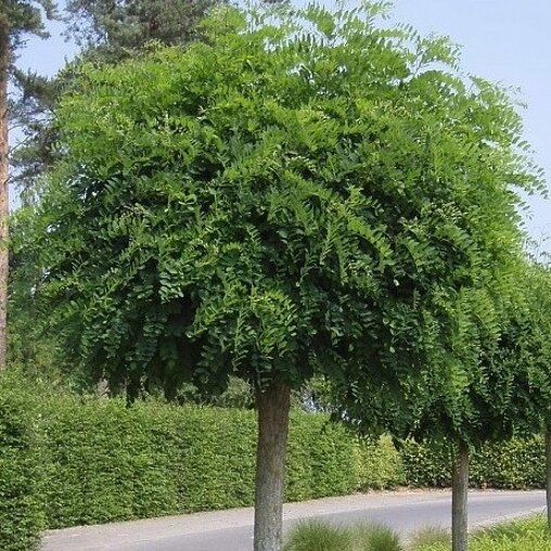 Robinia pseudoacacia 'Umbraculifera'