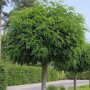 Robinia pseudoacacia 'Umbraculifera'