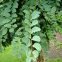 Robinia pseudoacacia 'Umbraculifera'