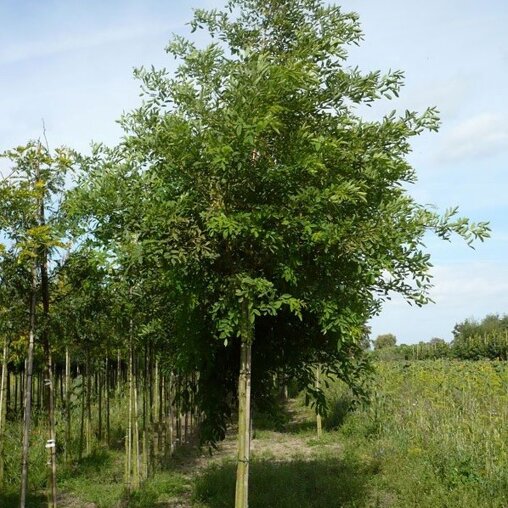 Robinia pseudoacacia 'Unifoliola'