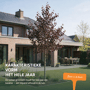 Rode berkenboom