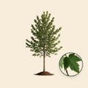 Rode esdoorn