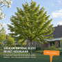 Rode esdoorn 'Red Sunset'