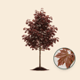 Rode esdoorn