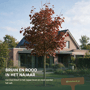 Rode esdoorn