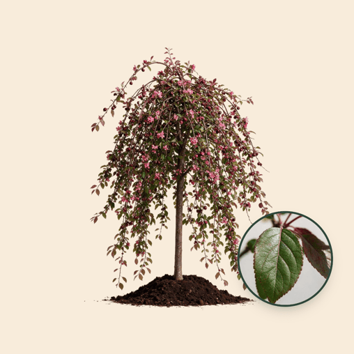 Rode treur sierappel 'Royal Beauty'