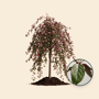 Rode treur sierappel 'Royal Beauty'