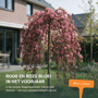 Rode treur sierappel 'Royal Beauty'