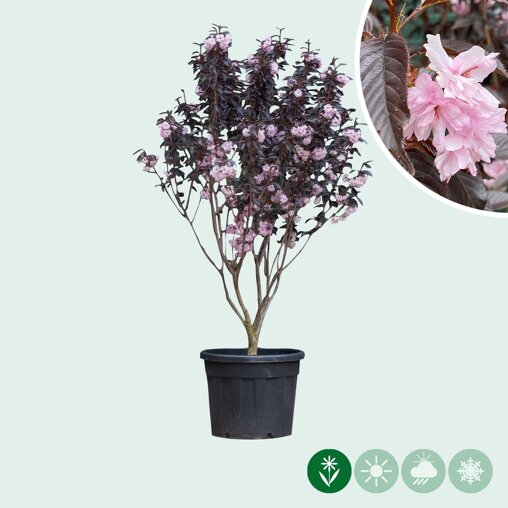 Rode Japanse sierkers meerstammig