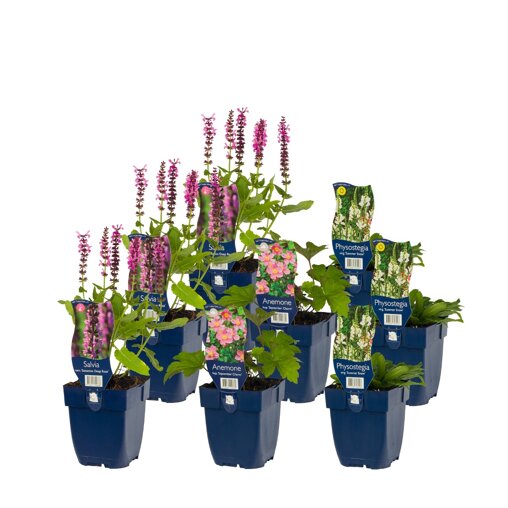 Borderpakket Romantic Garden