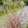 Roodpuntig vingergras - Panicum virgatum 'Squaw'