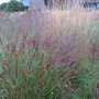 Roodpuntig vingergras - Panicum virgatum 'Squaw'