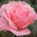 Rozenstruik roze