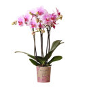 Rotterdam orchidee roze