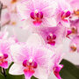 Rotterdam orchidee roze