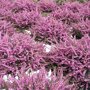 Winterheide roze