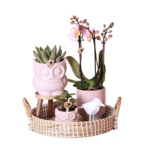 Roze orchidee en groene planten in rieten schaal