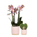 Roze orchidee en hartjesplant in sierpotten