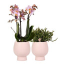 Roze orchidee en Rhipsalis in roze potten
