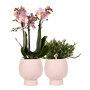 Roze orchidee en succulent in roze potten