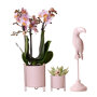 Roze orchidee en succulent Miranda in sierpotten