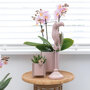 Roze orchidee en succulent Miranda in sierpotten
